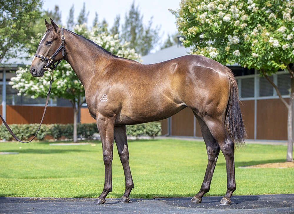 Hitotsu (AUS) / Zelrosa (AUS) 2024 Filly - Image 1