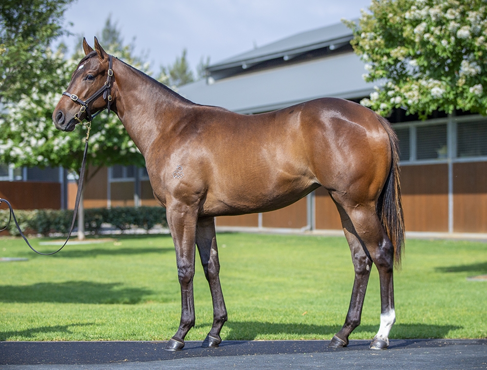 Hitotsu (AUS) / Al Jasrah (IRE) 2024 Filly - Image 1