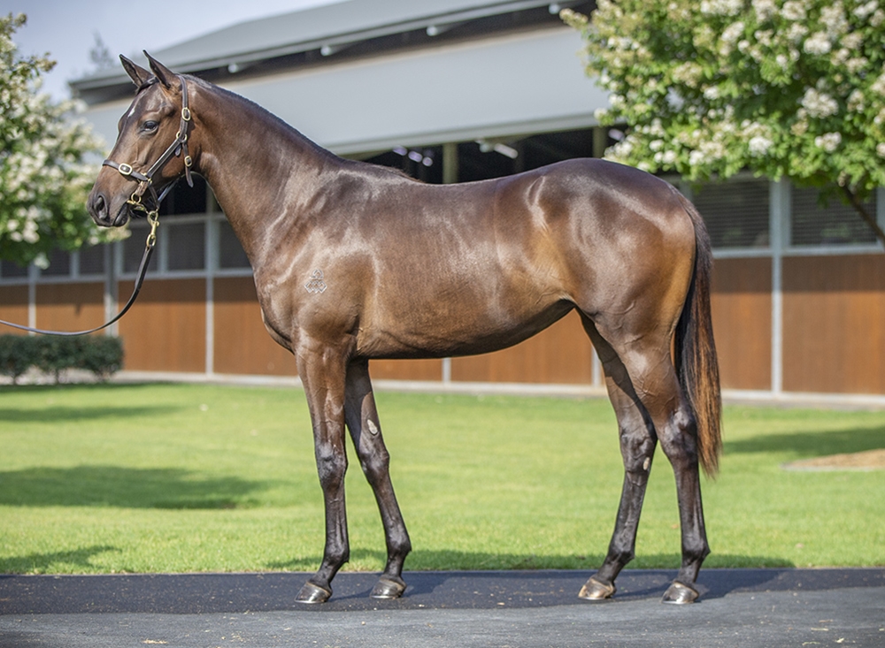 Castelvecchio (AUS) / Almandine (JPN) 2024 Filly - Image 1