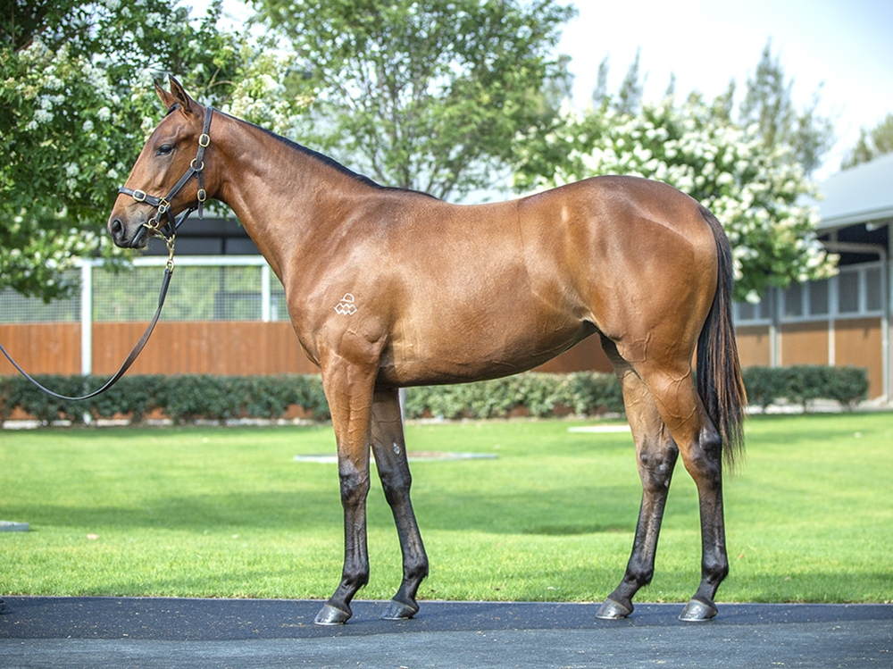 Pinatubo (IRE) / Always on My Mind (AUS) 2024 Filly - Image 1