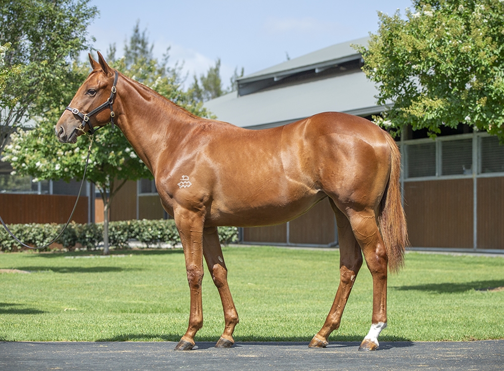 Munnings (USA) / Balzenya (USA) 2024 Filly - Image 1