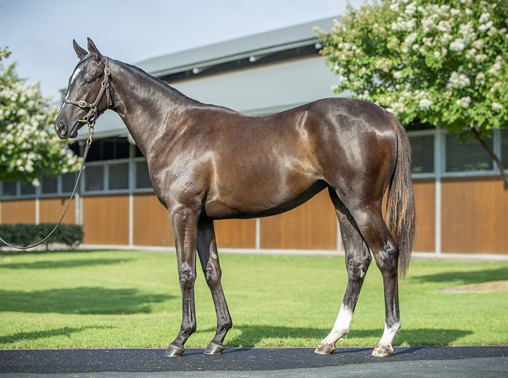 Maurice (JPN) / Banksia (AUS) 2024 Filly - Image 1