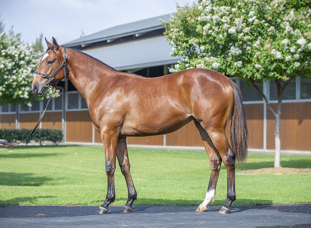 Snitzel (AUS) / Carry on Alice (SAF) 2024 Filly - Image 1