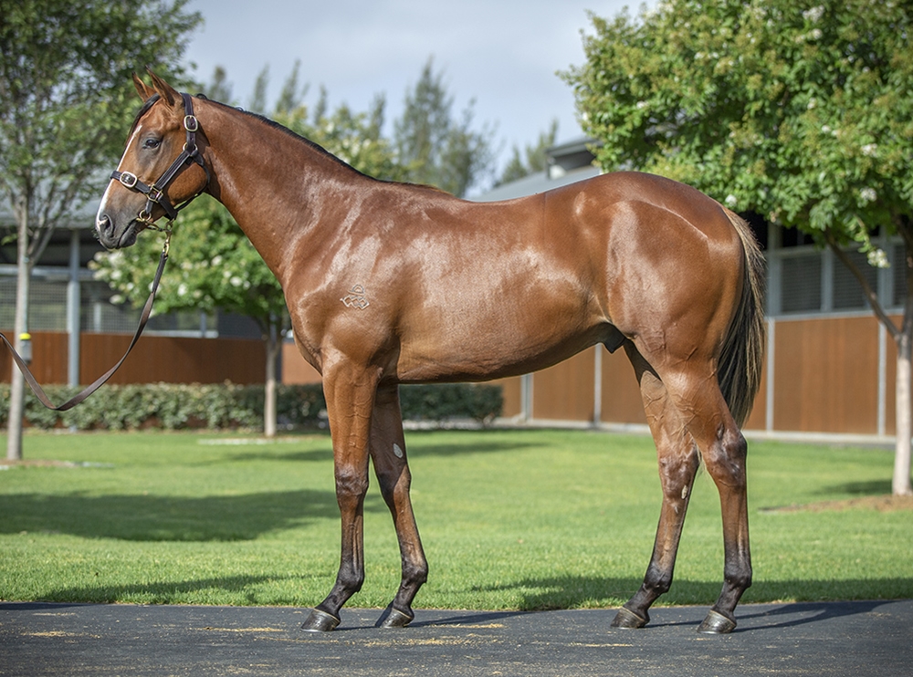 Dundeel (NZ) / Debonairly (AUS) 2024 Colt - Image 1