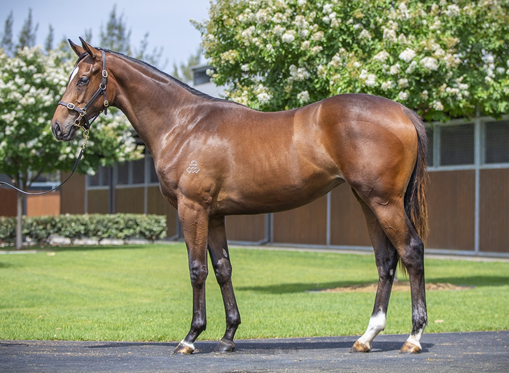 Castelvecchio (AUS) / Deepwood Vale (AUS) 2024 Filly - Image 1