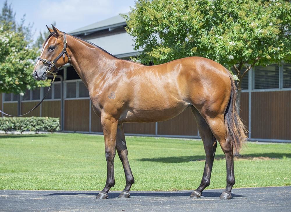 Snitzel (AUS) / Delta Queen (SAF) 2024 Filly - Image 1