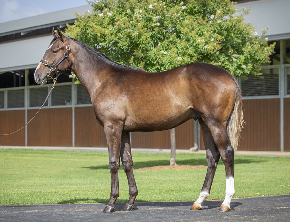 Maurice (JPN) / Double Deel (AUS) 2024 Colt - Image 1