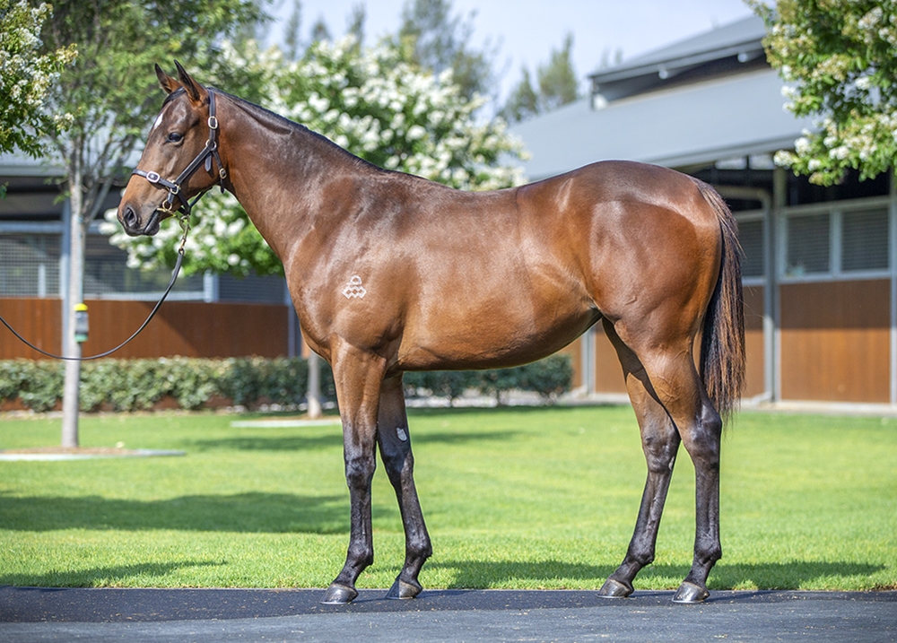 The Autumn Sun (AUS) / Evening Bloom (GB) 2024 Filly - Image 1