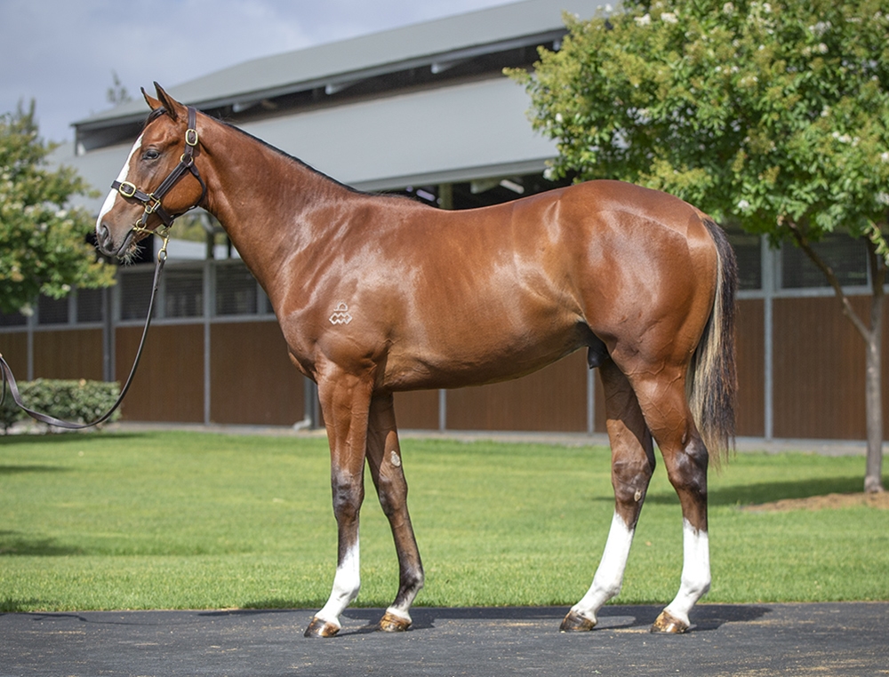 Dundeel (NZ) / Fleet Week (USA) 2024 Colt - Image 1