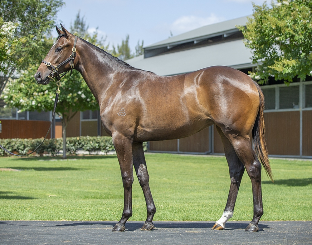 Hitotsu (AUS) / Hecate (AUS) 2024 Filly - Image 1