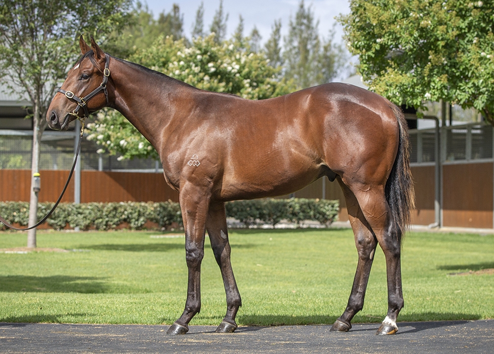 Hitotsu (AUS) / I Am Serious (AUS) 2024 Colt - Image 1