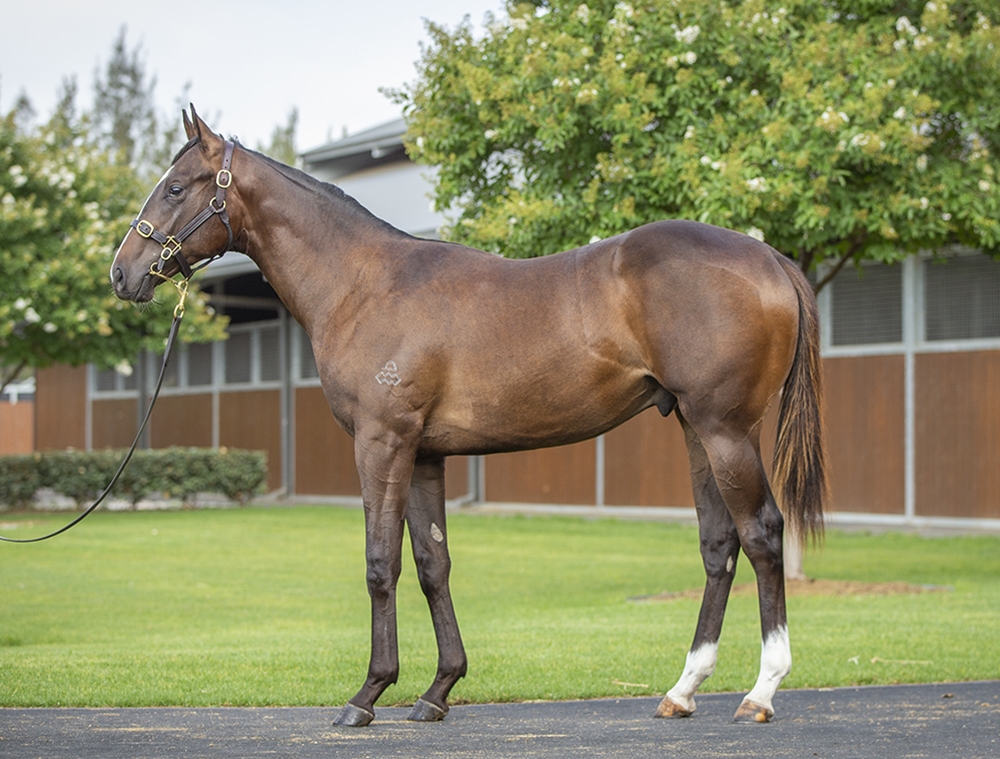 Hitotsu (AUS) / Infiorata (AUS) 2024 Colt - Image 1