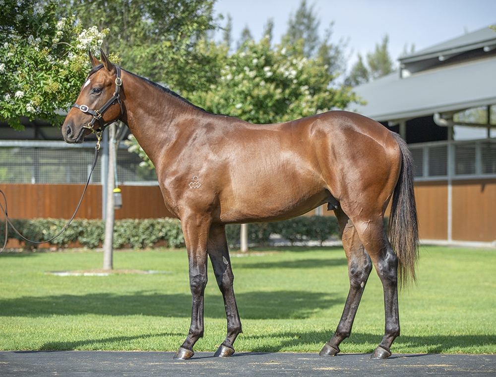 Dundeel (NZ) / Instant Attraction (AUS) 2024 Colt - Image 1