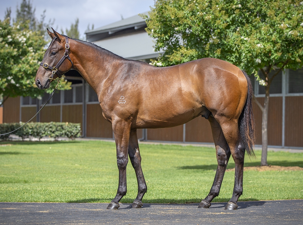 Hitotsu (AUS) / Jackrabbit Jimmy (AUS) 2024 Colt - Image 1