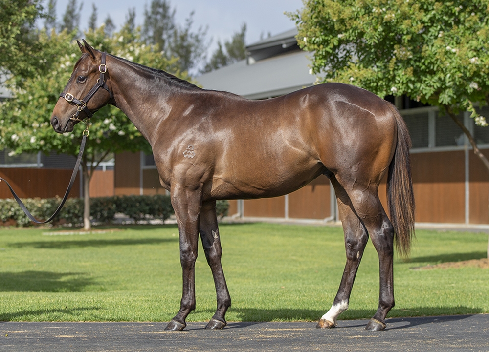 The Autumn Sun (AUS) / Kissaki (AUS) 2024 Colt - Image 1