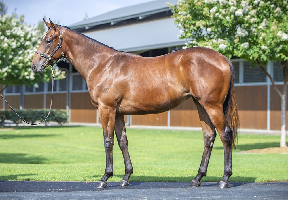 Snitzel (AUS) / Levante (NZ) 2024 Filly - Image 1