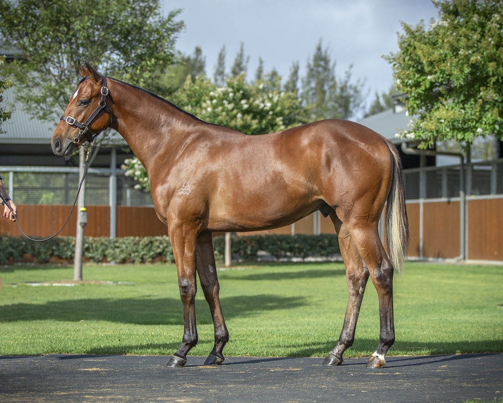 Dundeel (NZ) / Luna Mia (AUS) 2024 Colt - Image 1