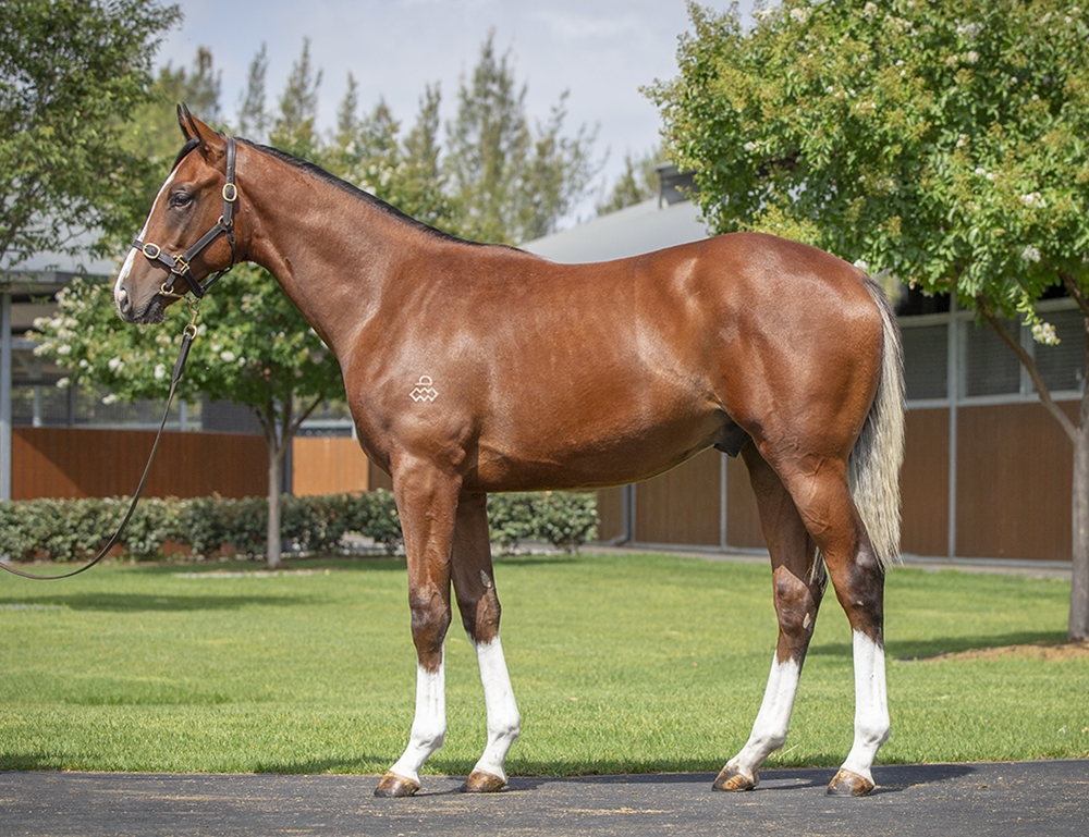 Maurice (JPN) / Malfy (AUS) 2024 Colt - Image 1
