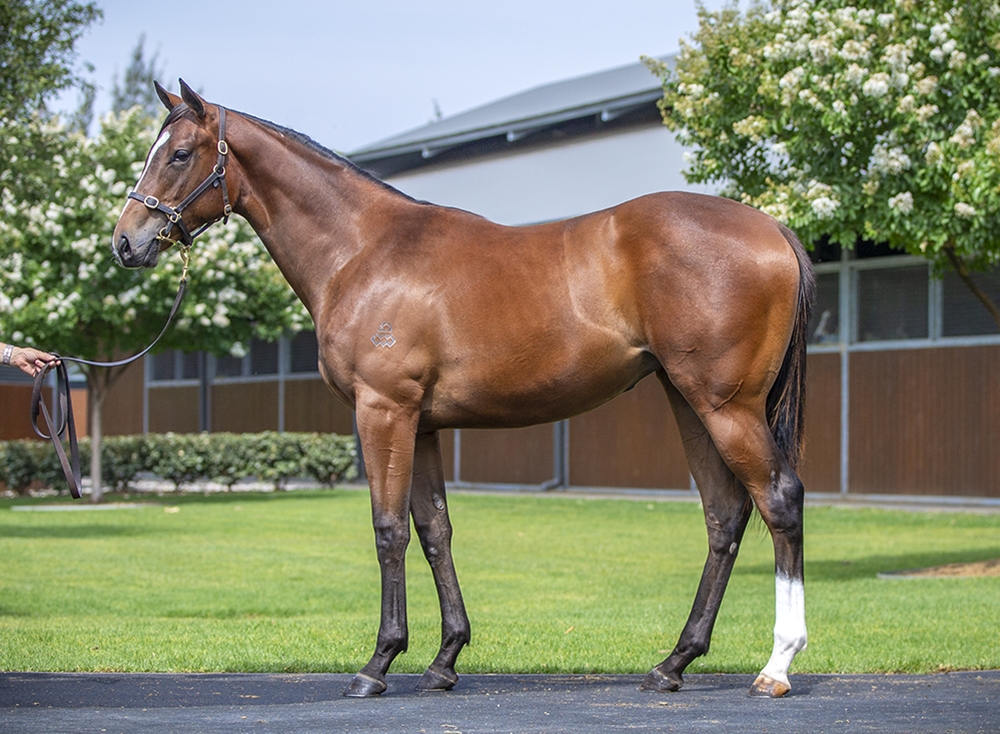 Maurice (JPN) / Manners (AUS) 2024 Filly - Image 1