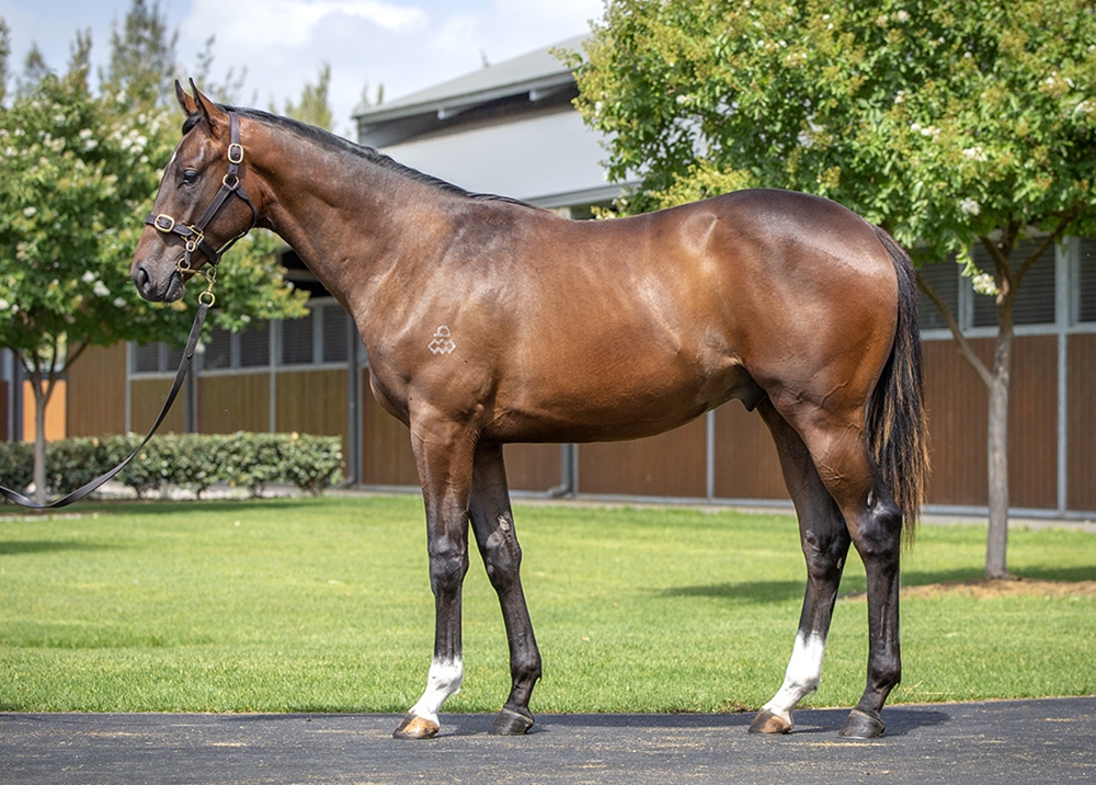 Maurice (JPN) / Maracaibo (AUS) 2024 Colt - Image 1