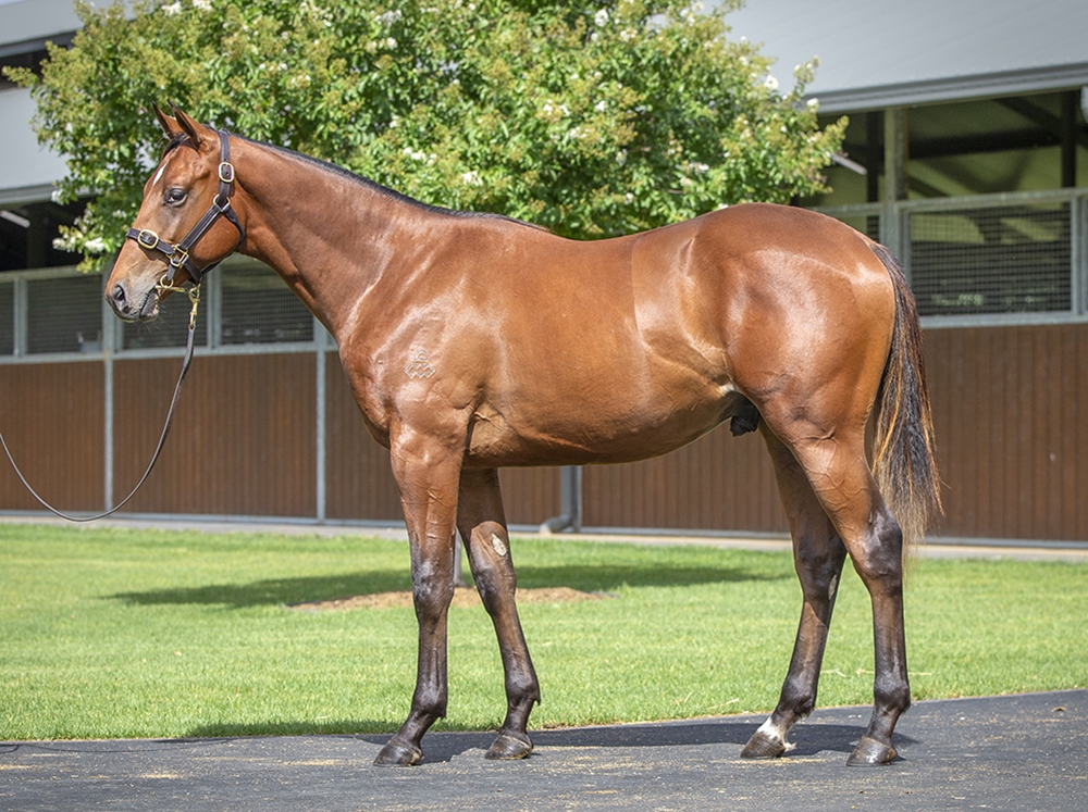 The Autumn Sun (AUS) / Meraki Miss (AUS) 2024 Colt - Image 1