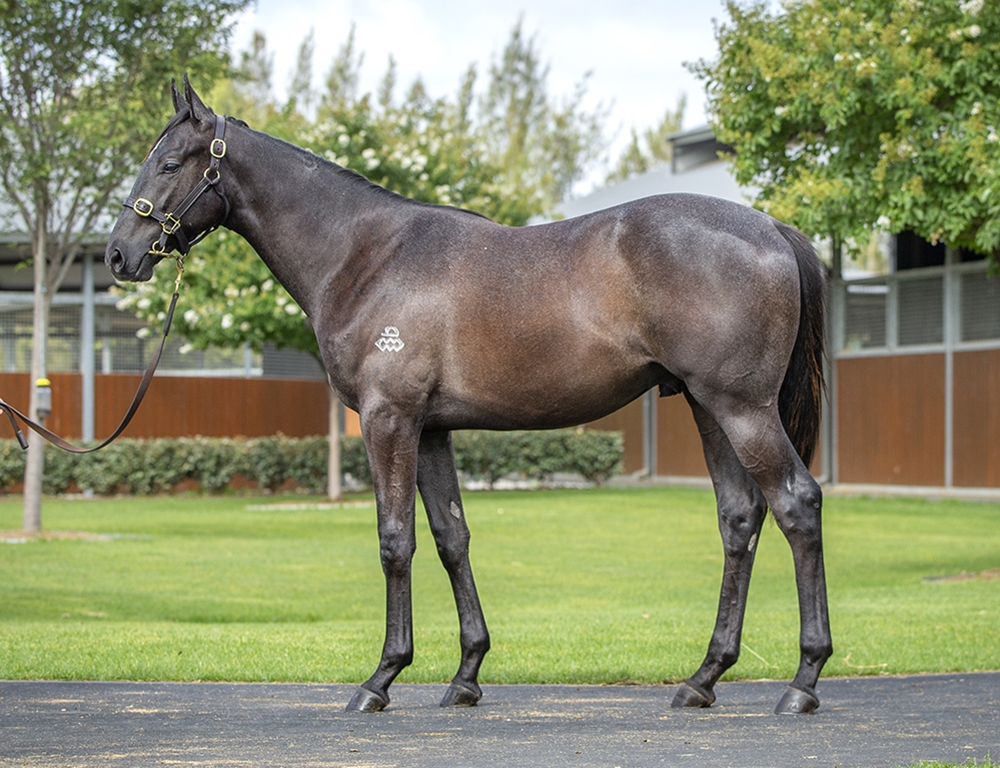 Hitotsu (AUS) / Minamya (FR) 2024 Colt - Image 1