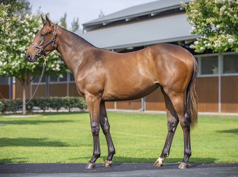 Sword of State (AUS) / Mirror Queen (AUS) 2024 Filly - Image 1