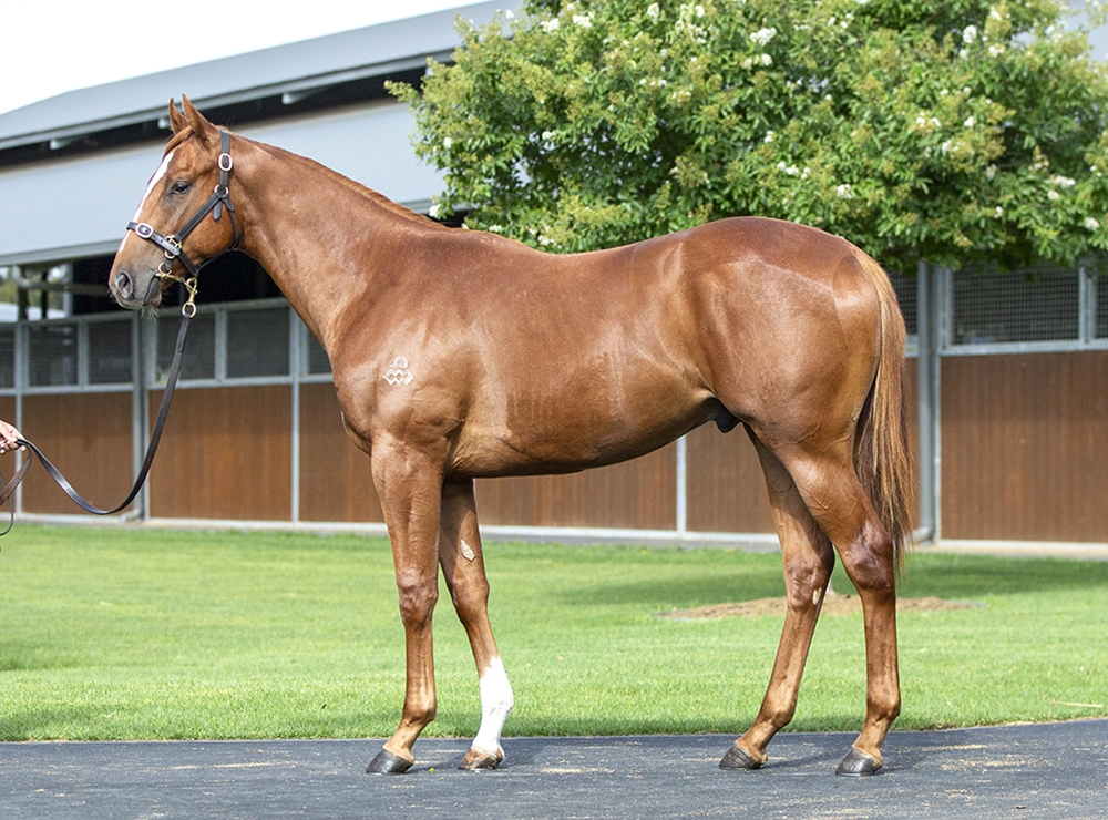 Snitzel (AUS) / Miss Sharapova (NZ) 2024 Colt - Image 1