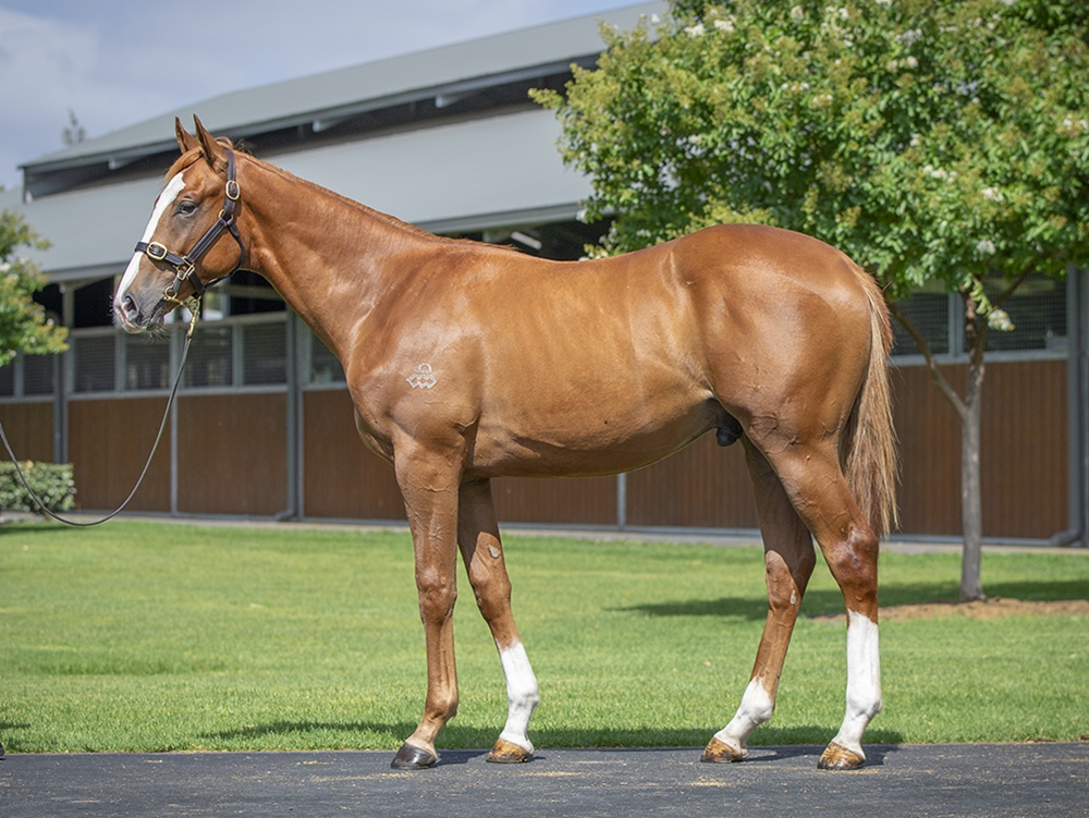 Admire Mars (JPN) / Miss St Tropez (AUS) 2024 Colt - Image 1