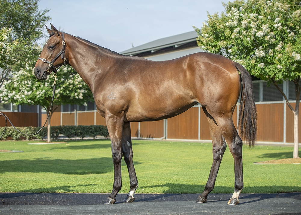 Castelvecchio (AUS) / Mother's Mercy (AUS) 2024 Filly - Image 1