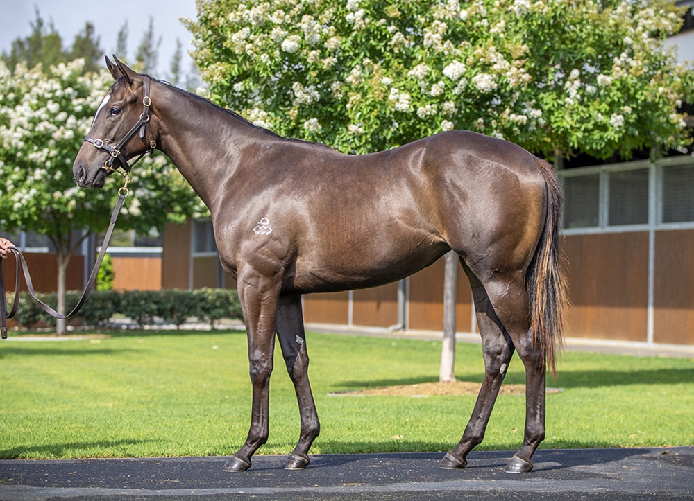 Hitotsu (AUS) / Ms Rodarte (AUS) 2024 Filly - Image 1
