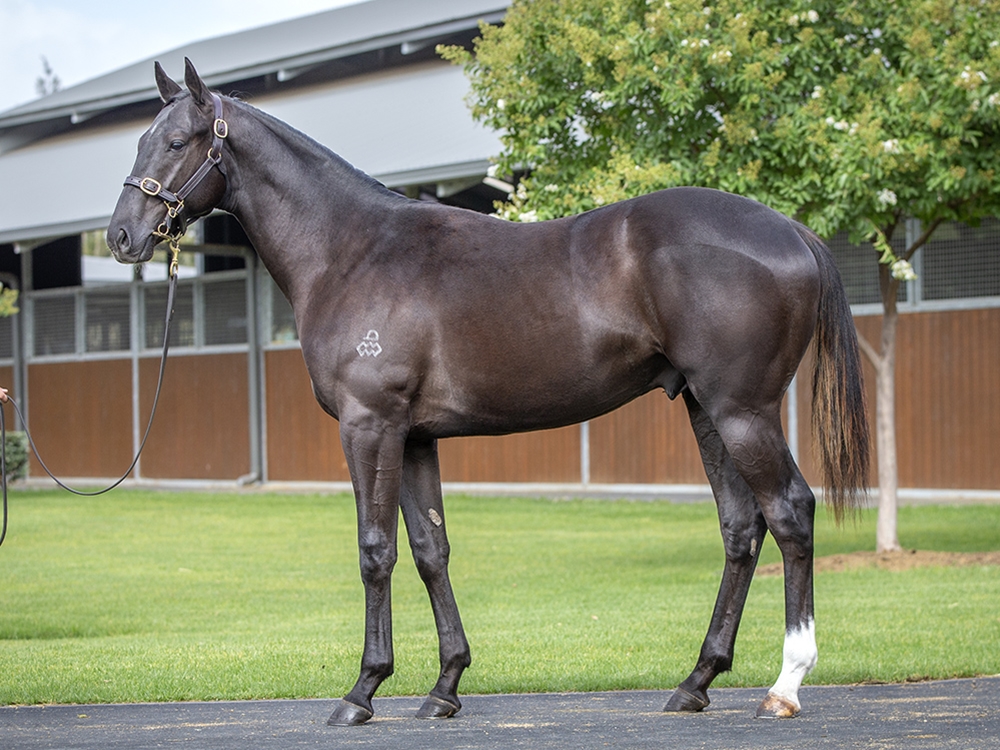 Maurice (JPN) / Nancy Grace (AUS) 2024 Colt - Image 1