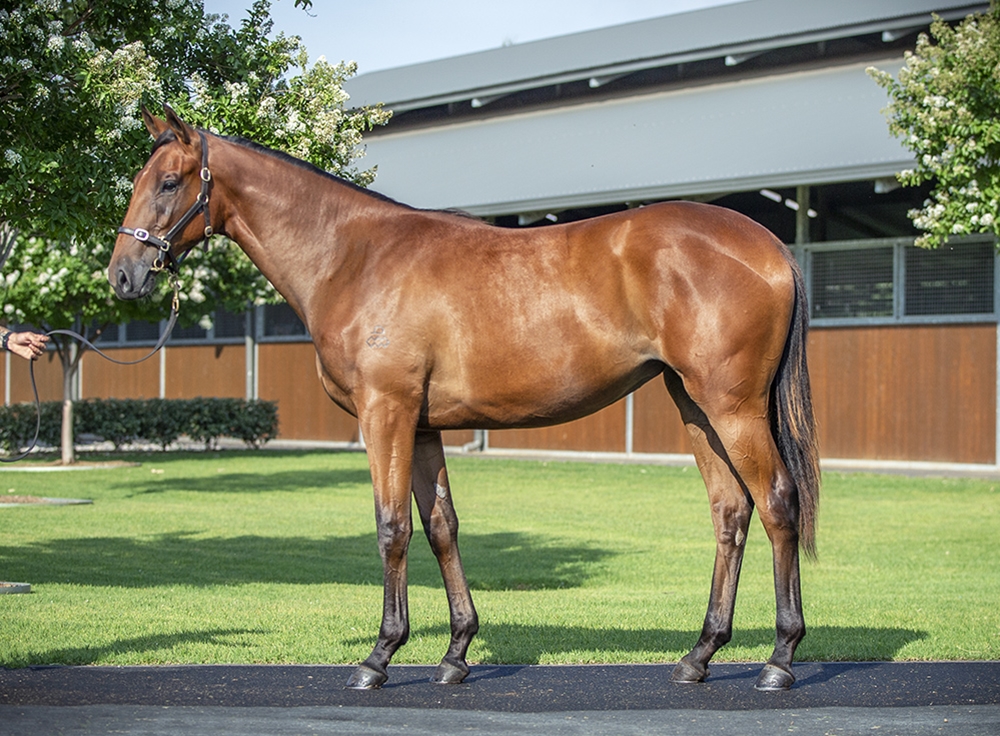 Snitzel (AUS) / Nordique (GB) 2024 Filly - Image 1
