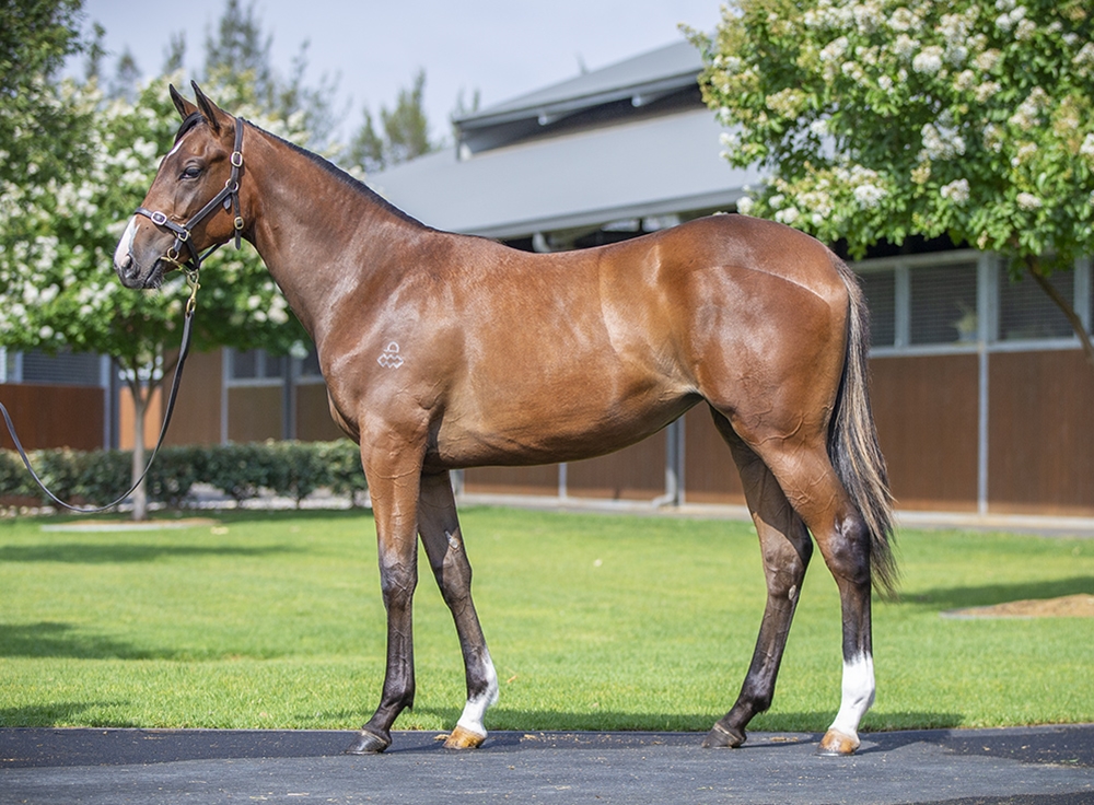 Snitzel (AUS) / Omei Sword (AUS) 2024 Filly - Image 1