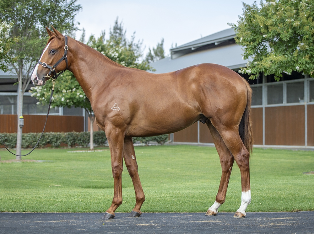 Castelvecchio (AUS) / Pratolina (JPN) 2024 Colt - Image 1