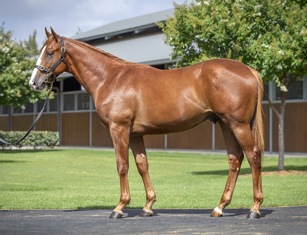 Snitzel (AUS) / Resilient Miss (NZ) 2024 Colt - Image 1