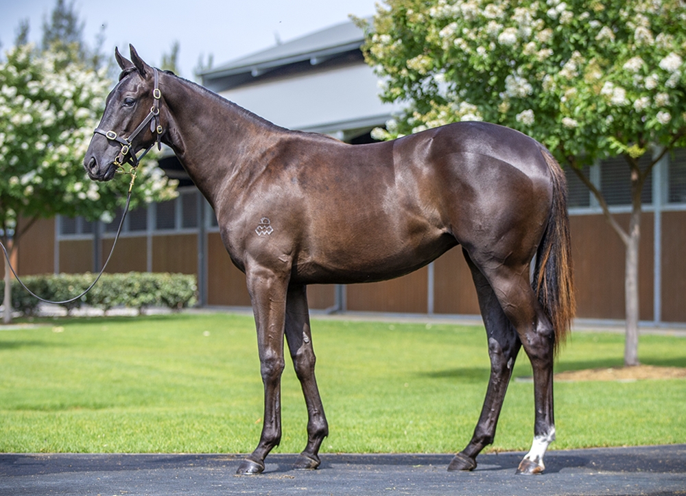 Maurice (JPN) / Run to the Beat (CAN) 2024 Filly - Image 1