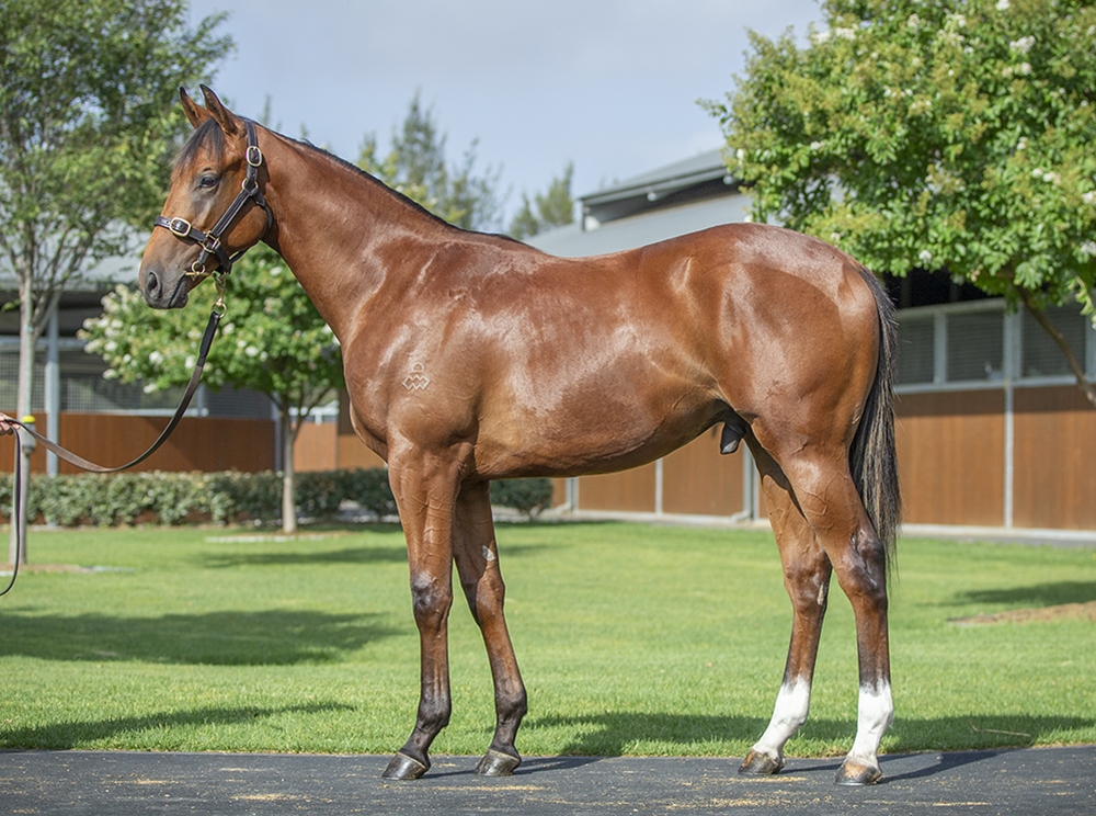 Dundeel (NZ) / Salutations (AUS) 2024 Colt - Image 1