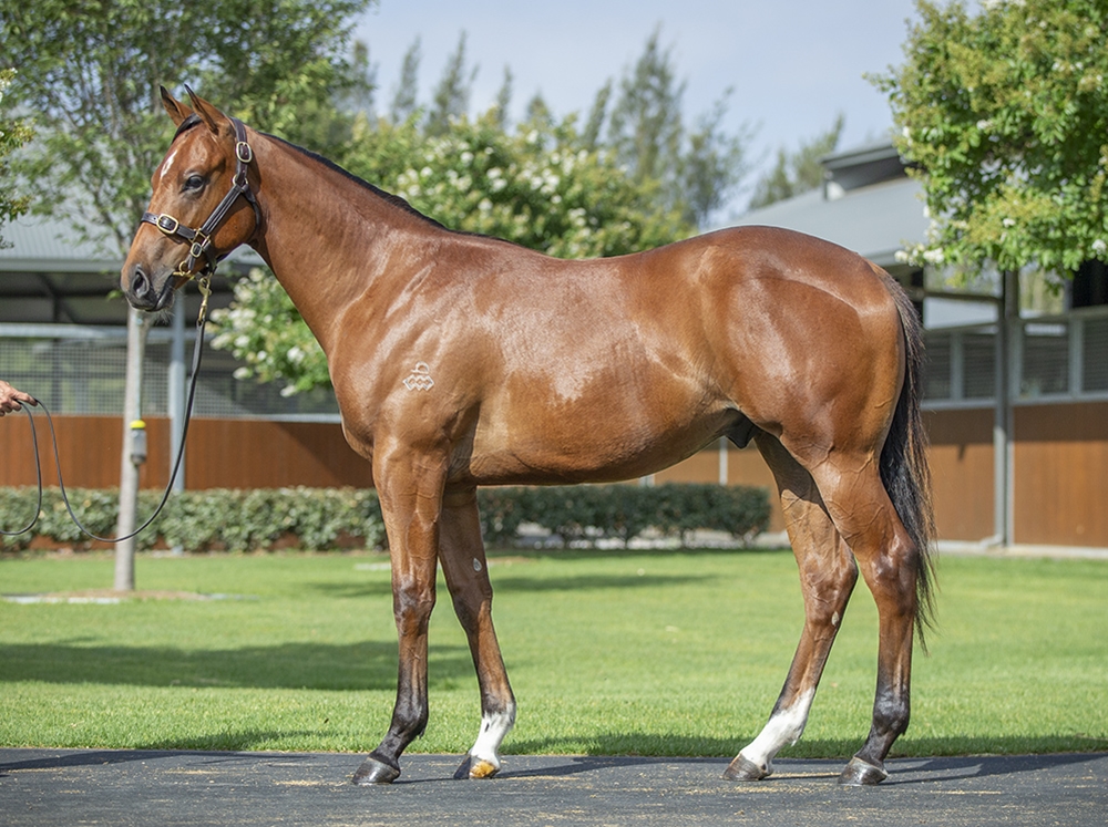 Castelvecchio (AUS) / Shirayuki (JPN) 2024 Colt - Image 1