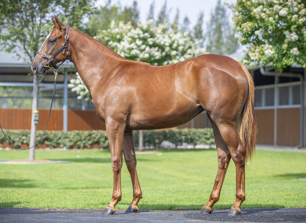 Snitzel (AUS) / Silent Sedition (AUS) 2024 Filly - Image 1
