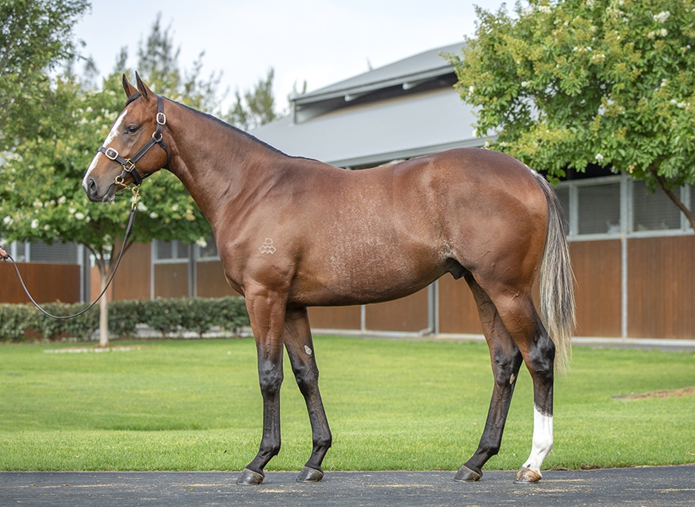 Dundeel (NZ) / Simply Wonderful (NZ) 2024 Colt - Image 1