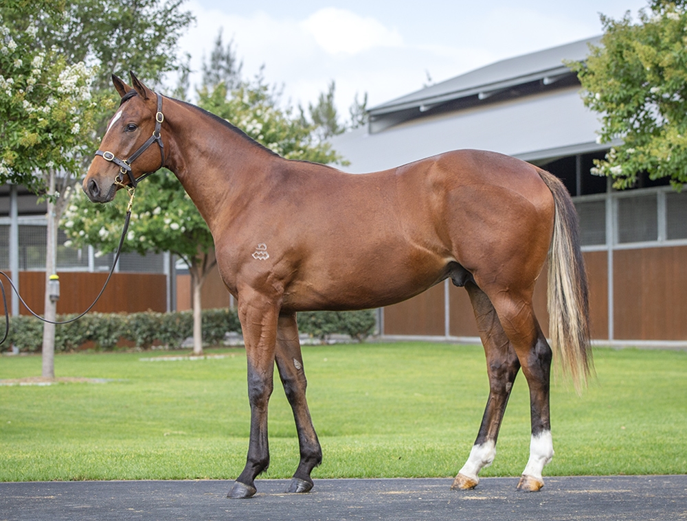 Snitzel (AUS) / Special Code (USA) 2024 Colt - Image 1