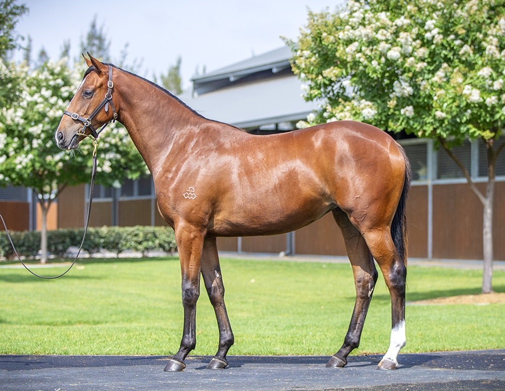The Autumn Sun (AUS) / Tall Blonde (AUS) 2024 Filly - Image 1