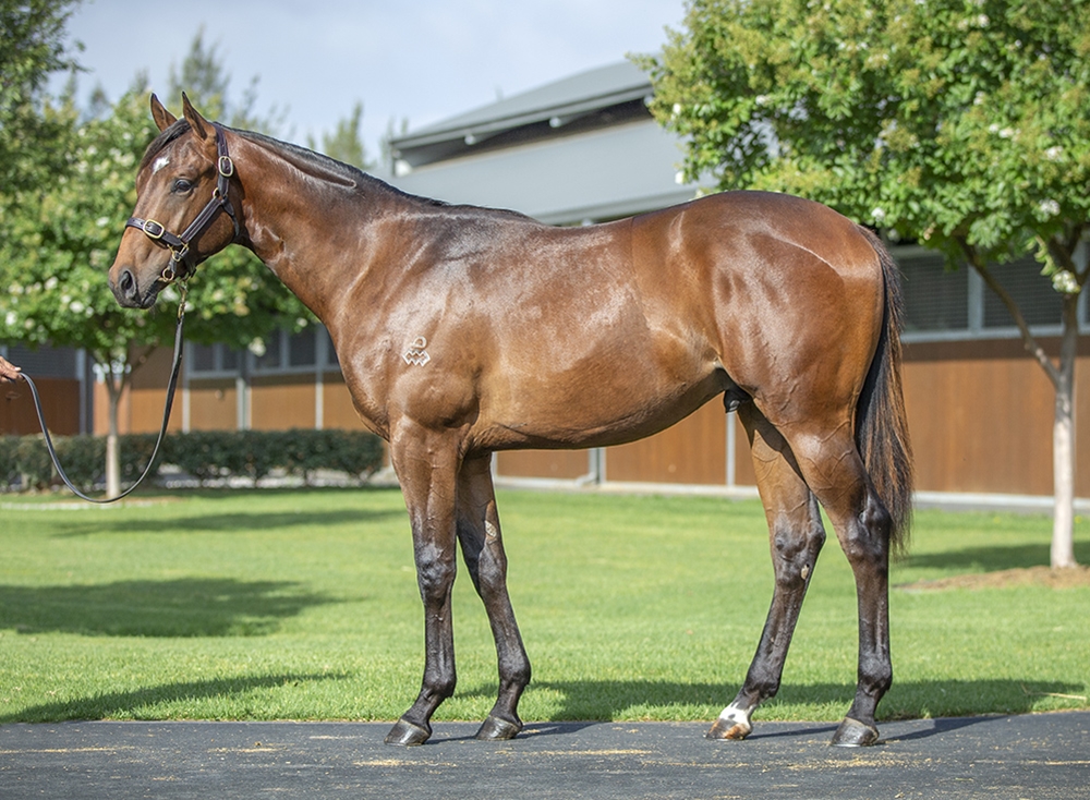 Anamoe (AUS) / Time Check (USA) 2024 Colt - Image 1