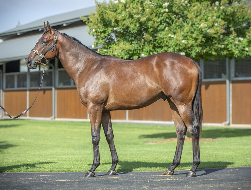 Maurice (JPN) / Traceability (AUS) 2024 Colt - Image 1