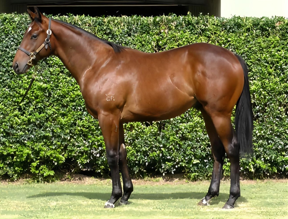 Wild Ruler (AUS) / Zavance (AUS) 2024 Colt - Image 1