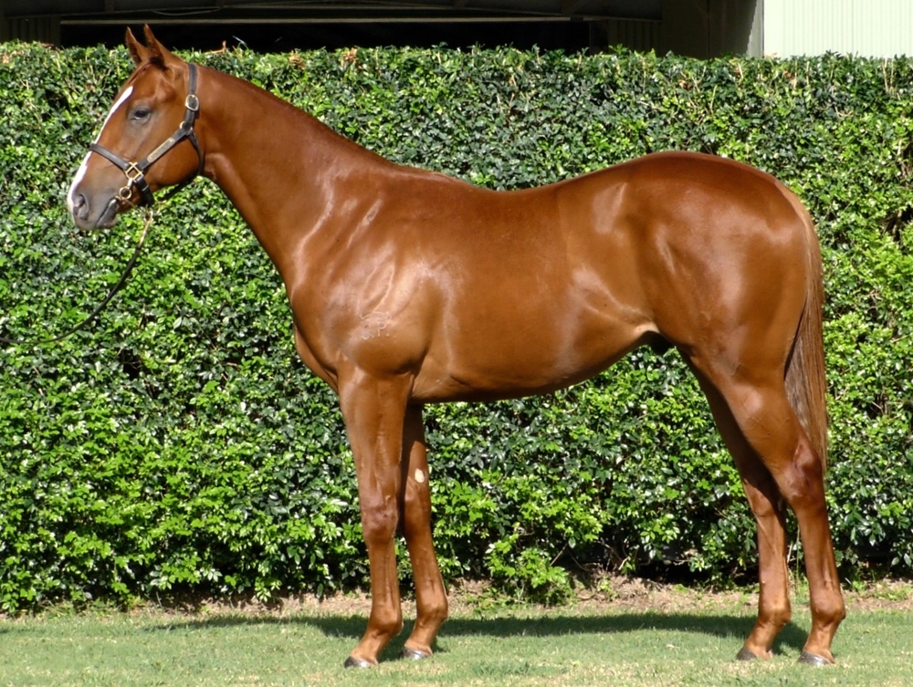 Russian Revolution (AUS) / Ellamira (USA) 2024 Colt - Image 1