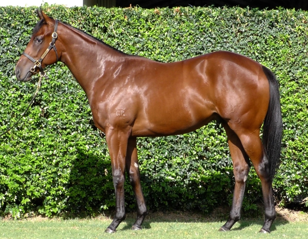 Jacquinot (AUS) / Hijack Hussy (AUS) 2024 Colt - Image 1