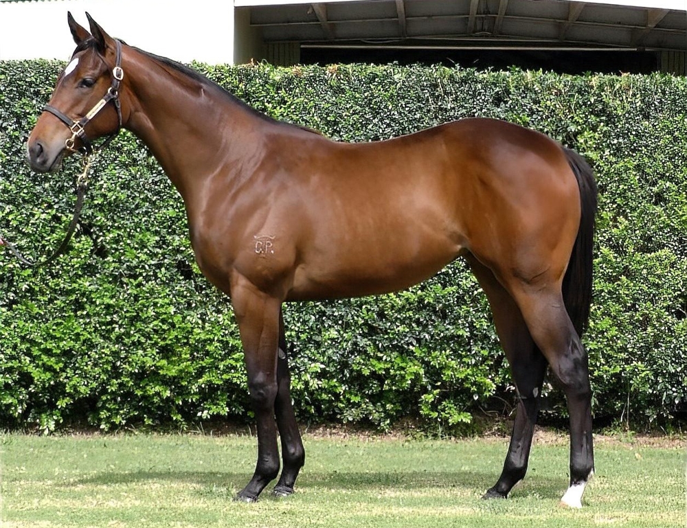Hellbent (AUS) / Iggimacool (AUS) 2024 Filly - Image 1