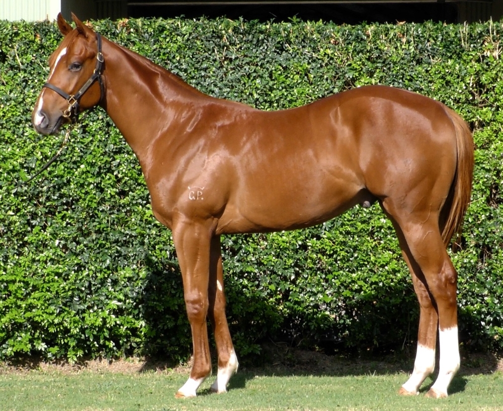 Jacquinot (AUS) / Jadentom (AUS) 2024 Colt - Image 1